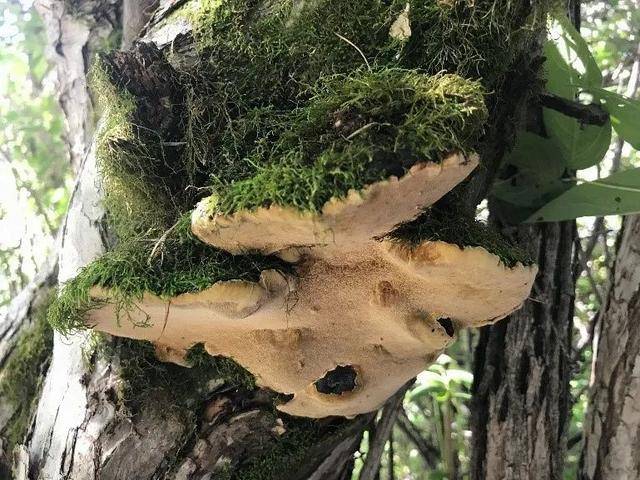 药用真菌桑黄的种类解析