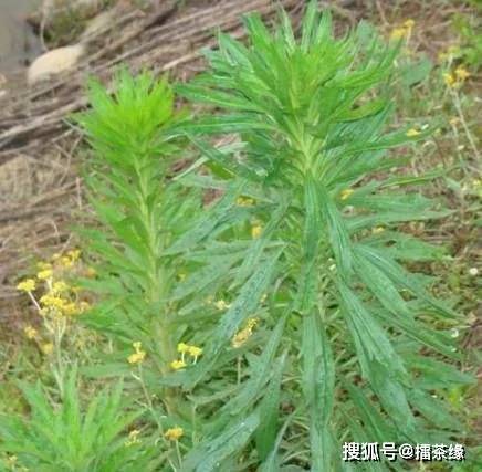 山里常见的野草,小时候不知道名字,现在认全了,原来都是宝