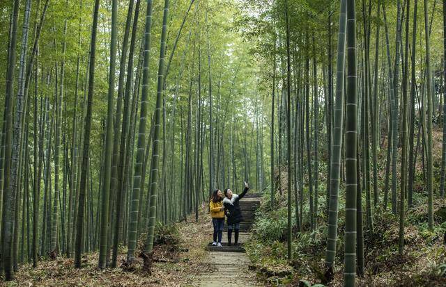 四川纳溪:丹霞大竹海 林旅融合"竹"梦小康