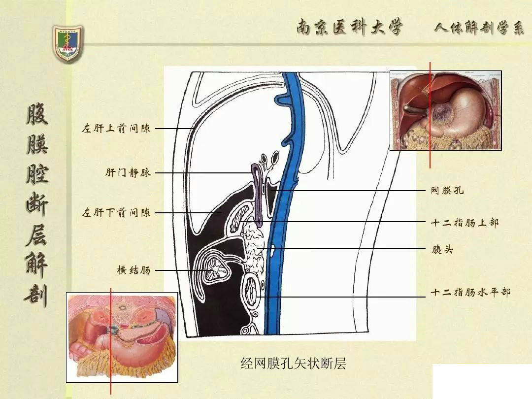 【解剖】腹膜及腹膜腔(经典讲解汇总)_肠系膜