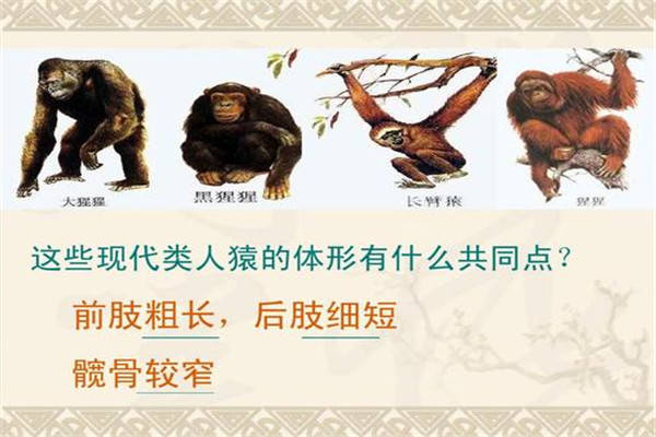 森林古猿到人类的进化过程森林古猿和现代人有什么区别