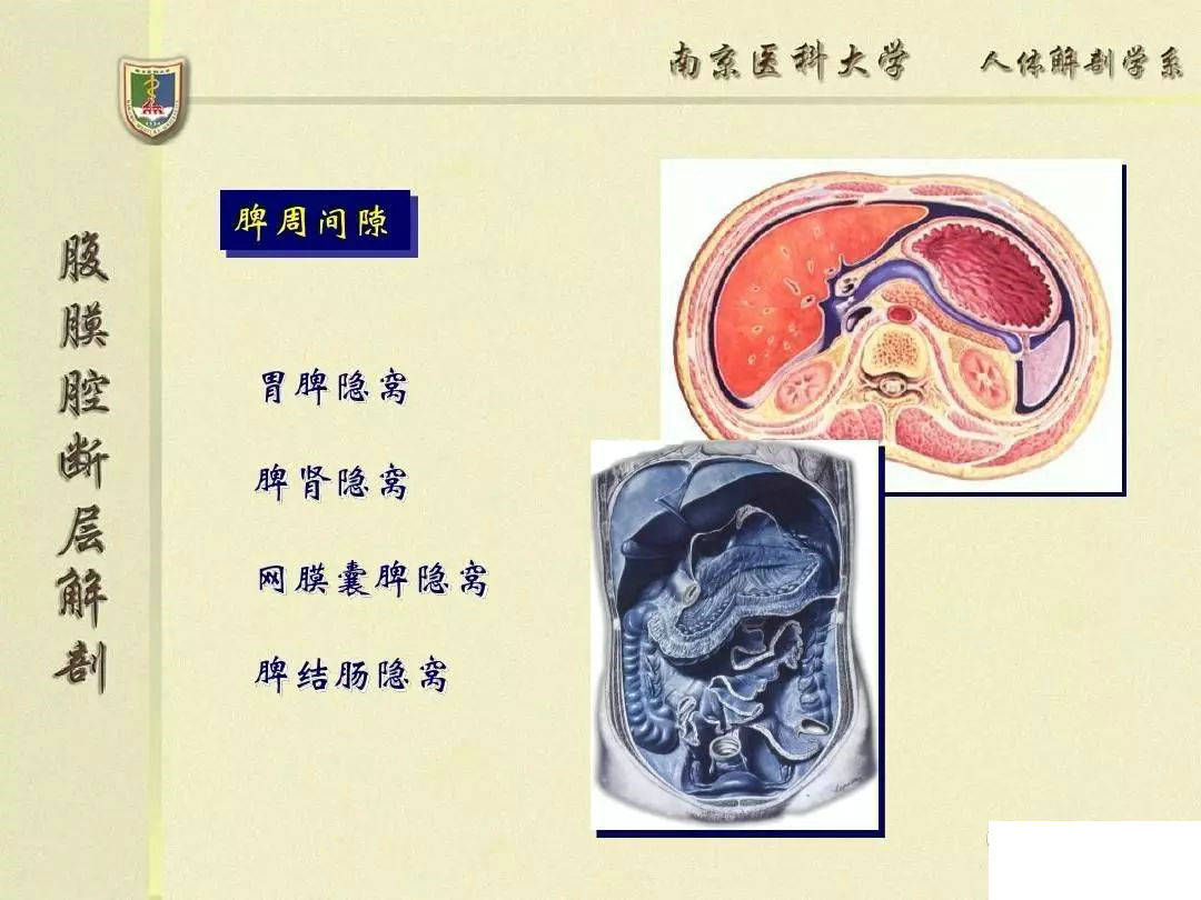 交通图,插图有助于理解)第四篇(关于腹膜内/间/外位器官的示意图很不