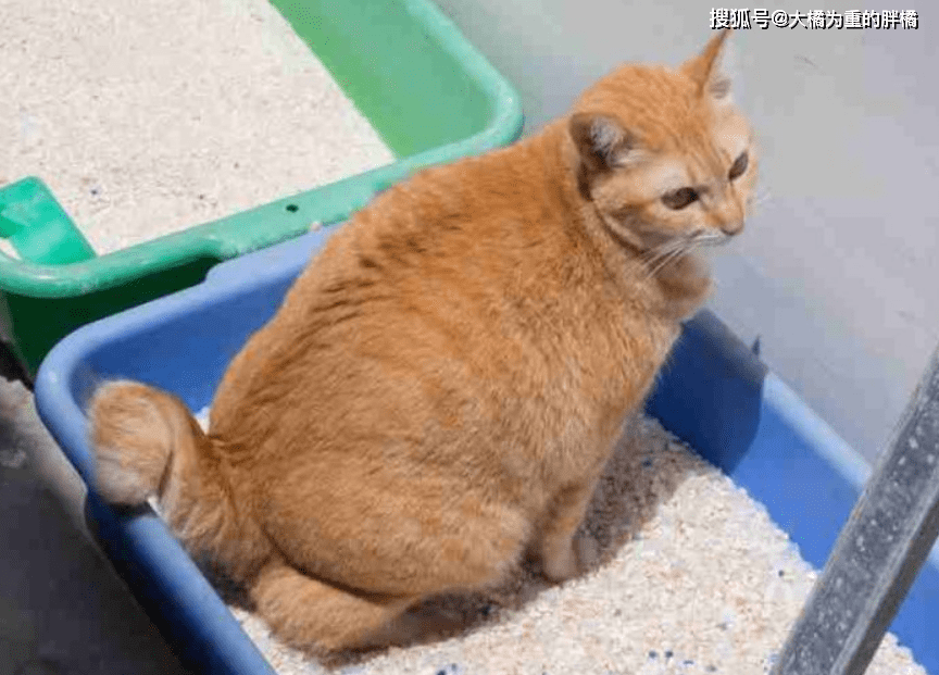 怎么看小猫有没有撒尿 1130647adf4c4a99a572ba84116750d0.png