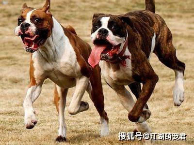 什么品种的狗体味最大 34ad91498a6249bb974a03fda4d69b57.jpeg