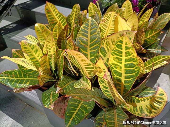 5G双模水桶新机奥利给 华为畅享20 Pro评测