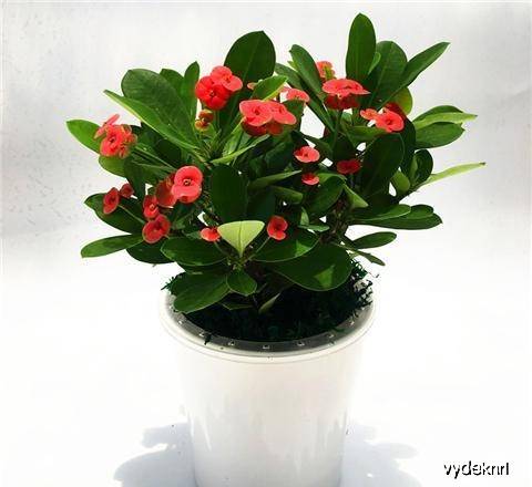 盆栽花推荐耐旱 1e887d7c580949c8906587c62c1e10cd.jpeg