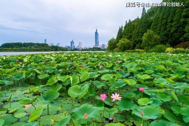 2020玄武湖荷花节在莲花广场拉开帷幕