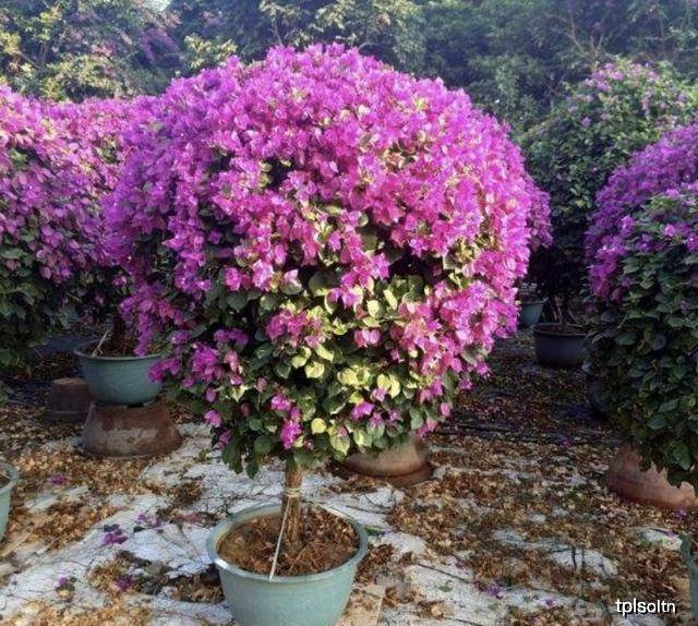 如何促进三角梅花芽分化 4f07b2a3d7f942ebb17183b473806669.jpeg