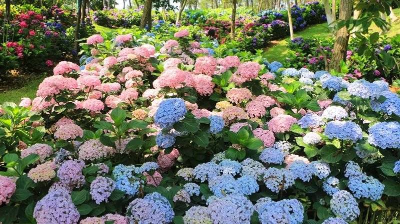 绣球花园,占地6000余平米 共计种植绣球花三十多种,花期最长可至8月