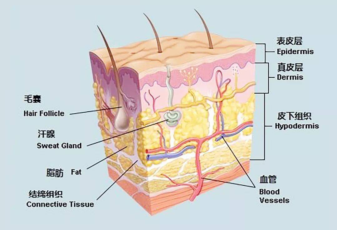 减轻外界刺激对皮肤的额外损伤 那么各种肌肤问题与真皮层受损的流失