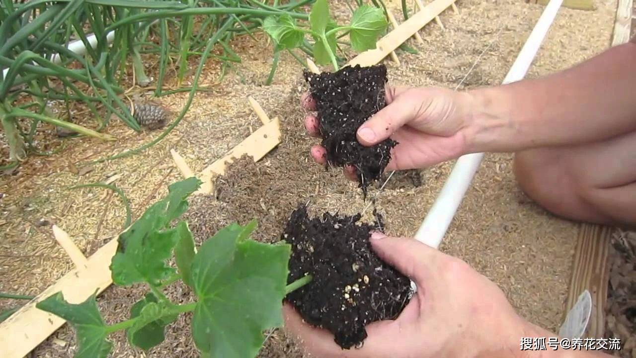原创室内盆栽植物移栽和户外植物移栽对比移栽后如何恢复健康