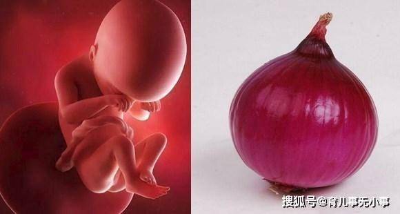 几张图告诉你:孕1~40周胎儿像什么蔬果,原来他们的发育这么神奇