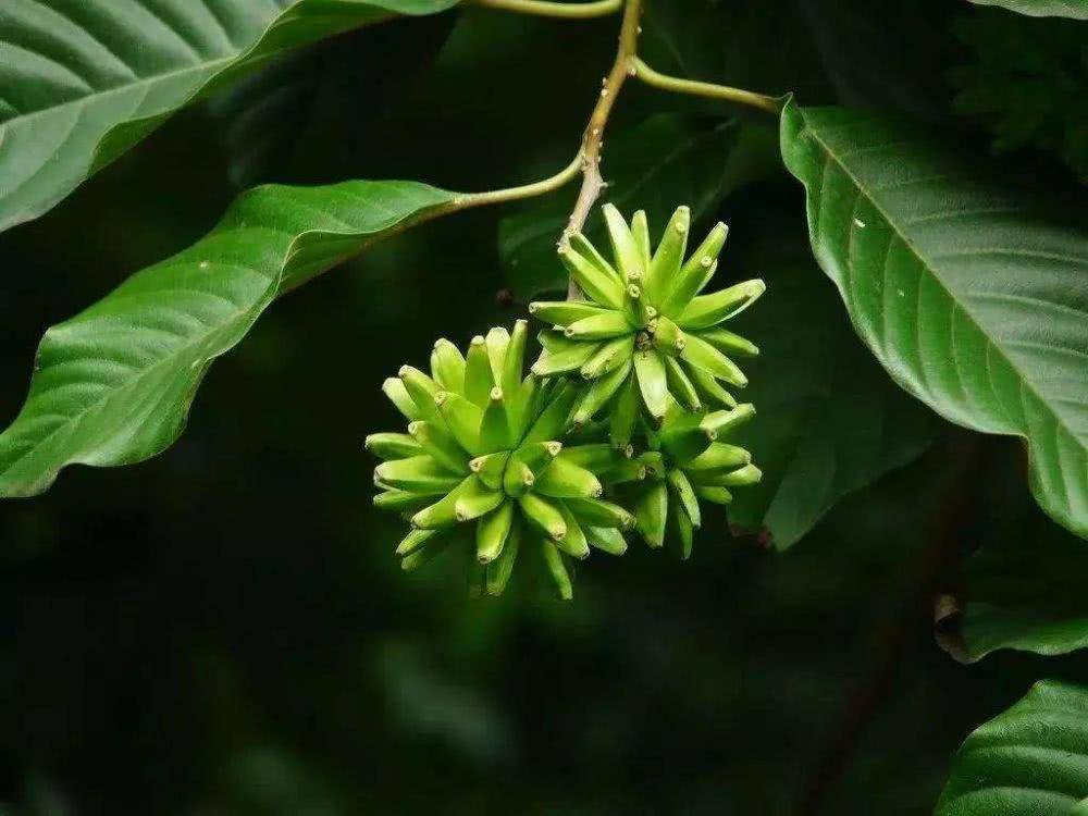 国家网信办集中整治网上售卖珍稀濒危野生植物行为