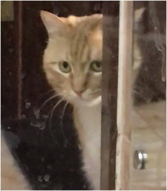 英短猫洗澡时一直惨叫,橘猫暗中观察,英短:下一个就轮到你_手机搜狐网
