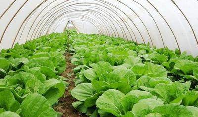 农业大棚蔬菜栽培技术分析,有哪些要点和注意事项?