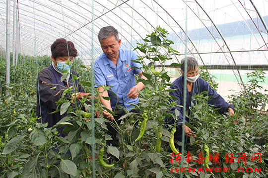 樊明伟在农业产业扶贫基地蔬菜大棚内查看蔬菜长势.凌波摄