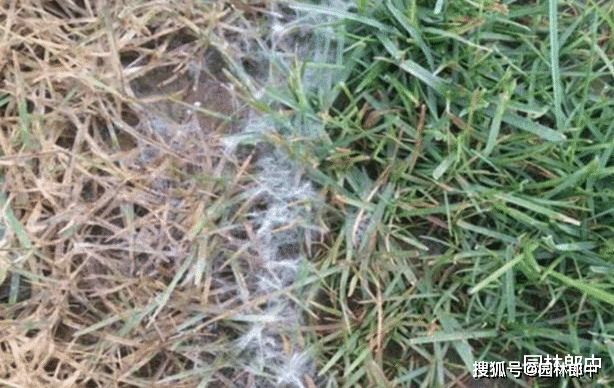 草坪上出现灰白色菌丝和白色小颗粒,要当心,可能是褐斑病在危害