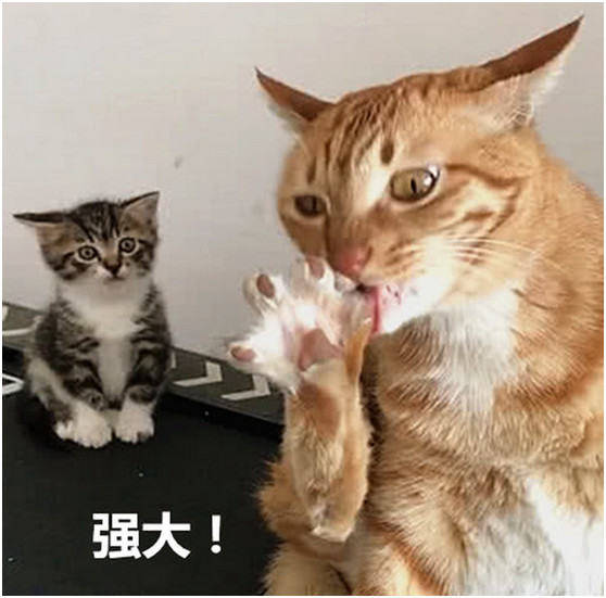 原创橘猫一直在舔脚,旁边的小猫表情惊呆了,猫:像刚吃完薯片的主人