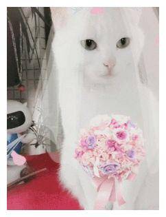 小猫穿婚纱_可爱的小猫