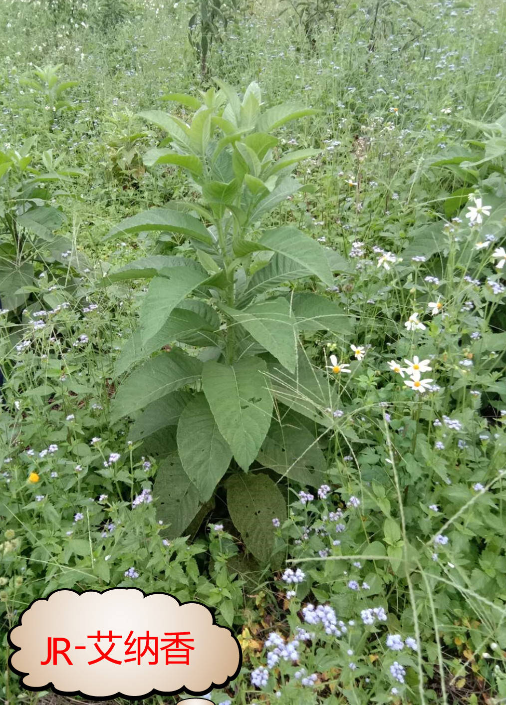 艾纳香是菊科艾纳香属多年生草本或亚灌木植物,分布于云南,贵州,印度