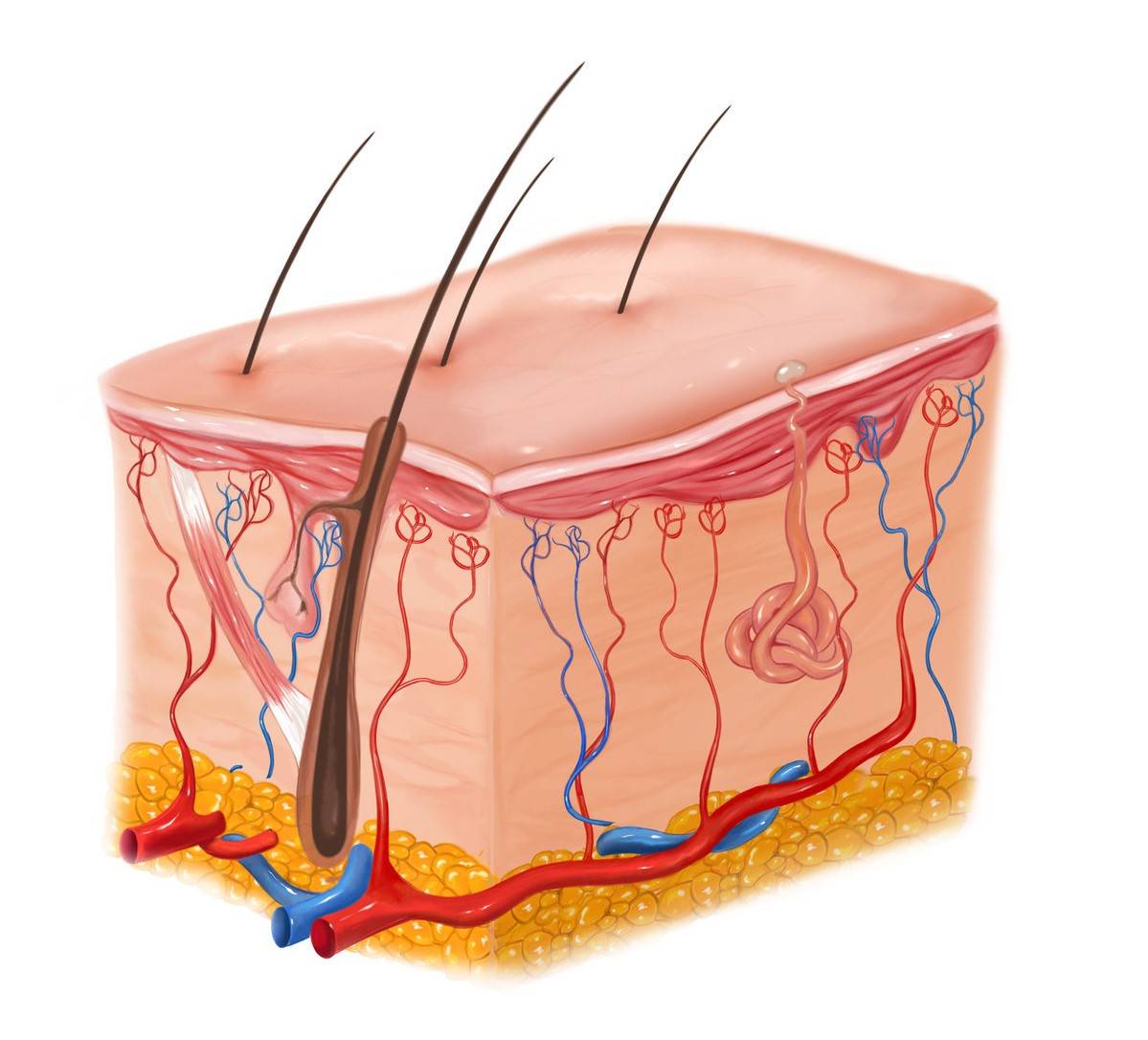 我们的皮肤,是由皮下组织,真皮层,表皮层构成,表皮的最外层凸起的