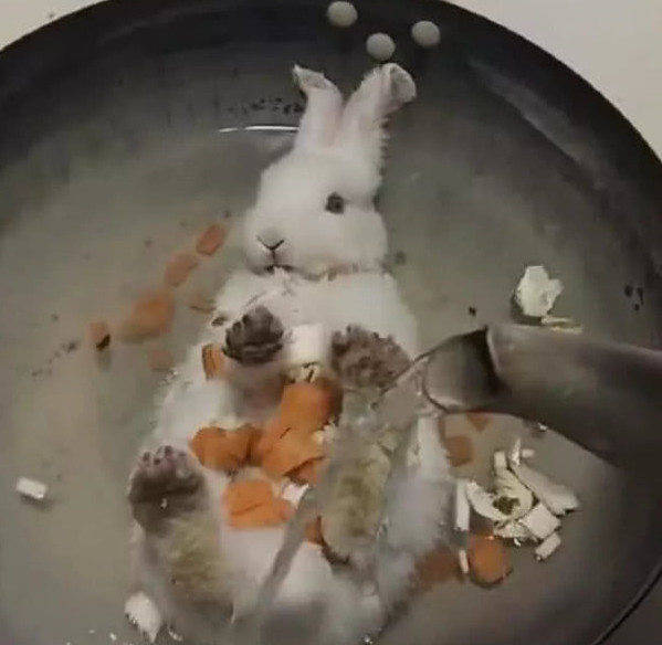 原创兔子调皮跳进锅里玩耍,主人顺手做了个动作,吓得兔子两眼翻白