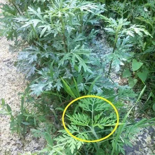 豚草很容易被误会成艾蒿,它别名艾叶破布草,外部形态很像野艾蒿