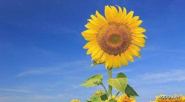 盆栽花卉种类大全及名称 4d0af723c30b4f7aa61cceb2183c8701.jpeg