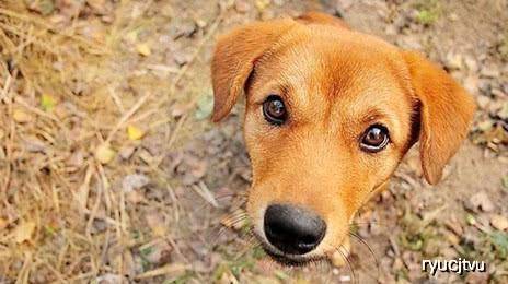 什么时候开始叫中华田园犬 deb8340111914ca2bd4d669d62995fac.jpeg