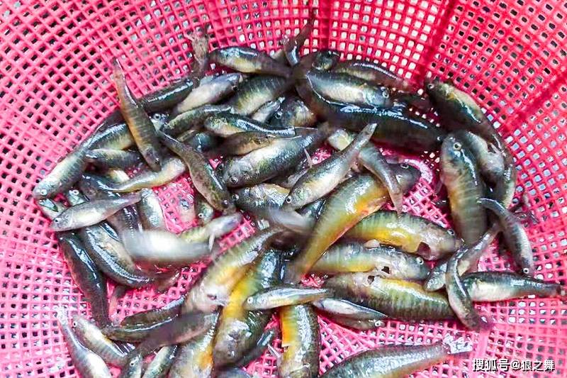 原创农村5种最好吃的"小杂鱼",最贵2千元1斤,至今还无法养殖