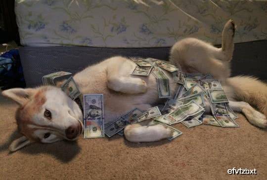 原创搞笑gif趣图:一条狗好孤独好难受啊!单身狗就连富也拯救不了