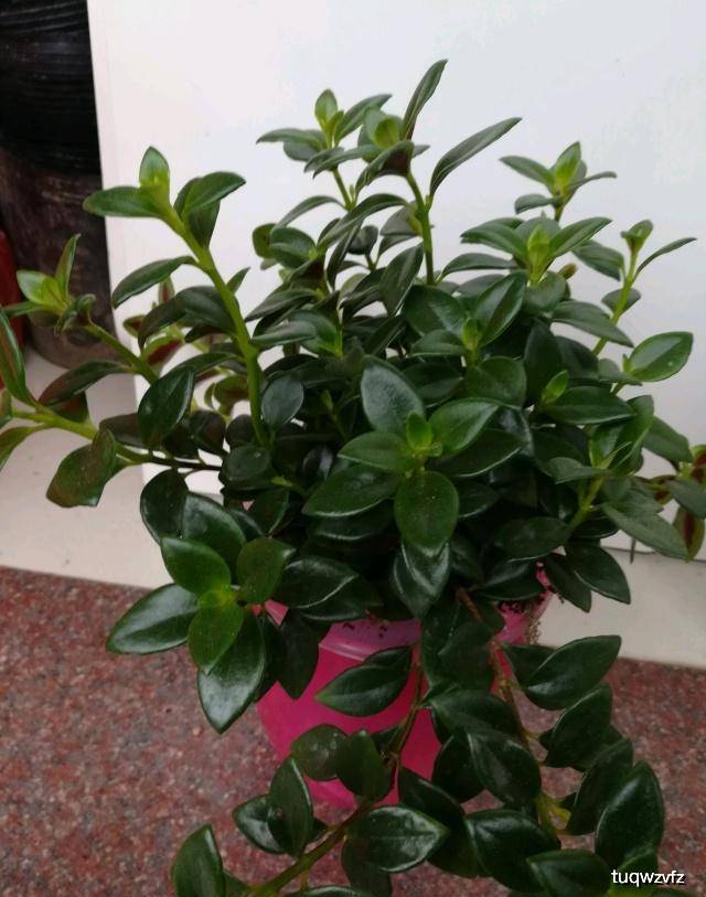 怎么养金鱼草 91b8584c7773420796ad5c0213120a3b.jpeg