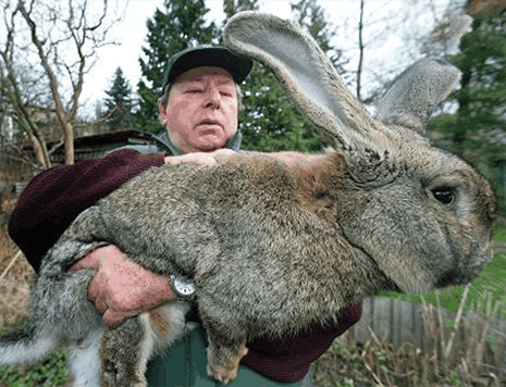 原创世界上最大的兔子,体长1.34米,每天要吃12根胡萝卜