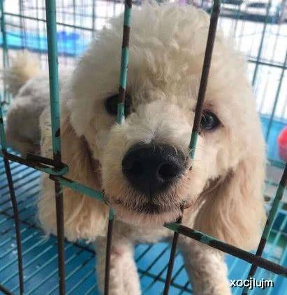 如何用绳子做狗狗牵引绳 db09064bb81e465993d4e3c6a9ea734c.jpeg