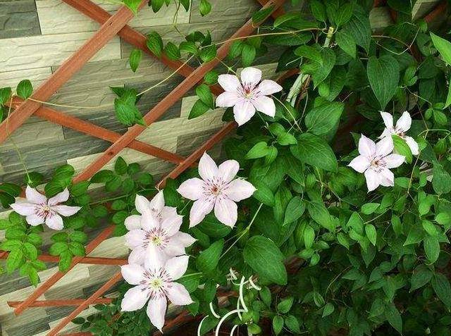 可以爬满地的花 0ba77732ea5d4ed99c518b9f50bb58c5.jpeg