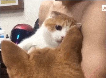 狗狗|超生气一头钻进主人怀里猫咪揍柴犬却因手太短打不到