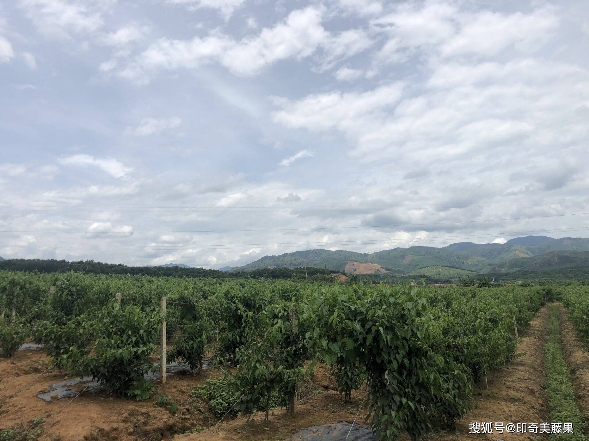 种植人口地_世界人口老龄化地图片(2)