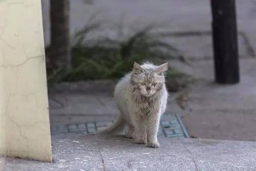 请对流浪猫友好一点,它们主动接近人类只是为了活下去
