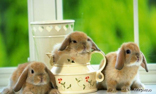 松鼠宠物专用碗 e9838ee9d30a442b97aa25aafb50cbb3.jpeg