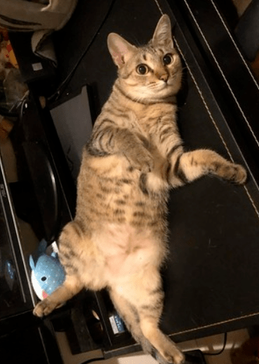 主人|猫看后居然这么做,主人都笑了!狗随地尿尿