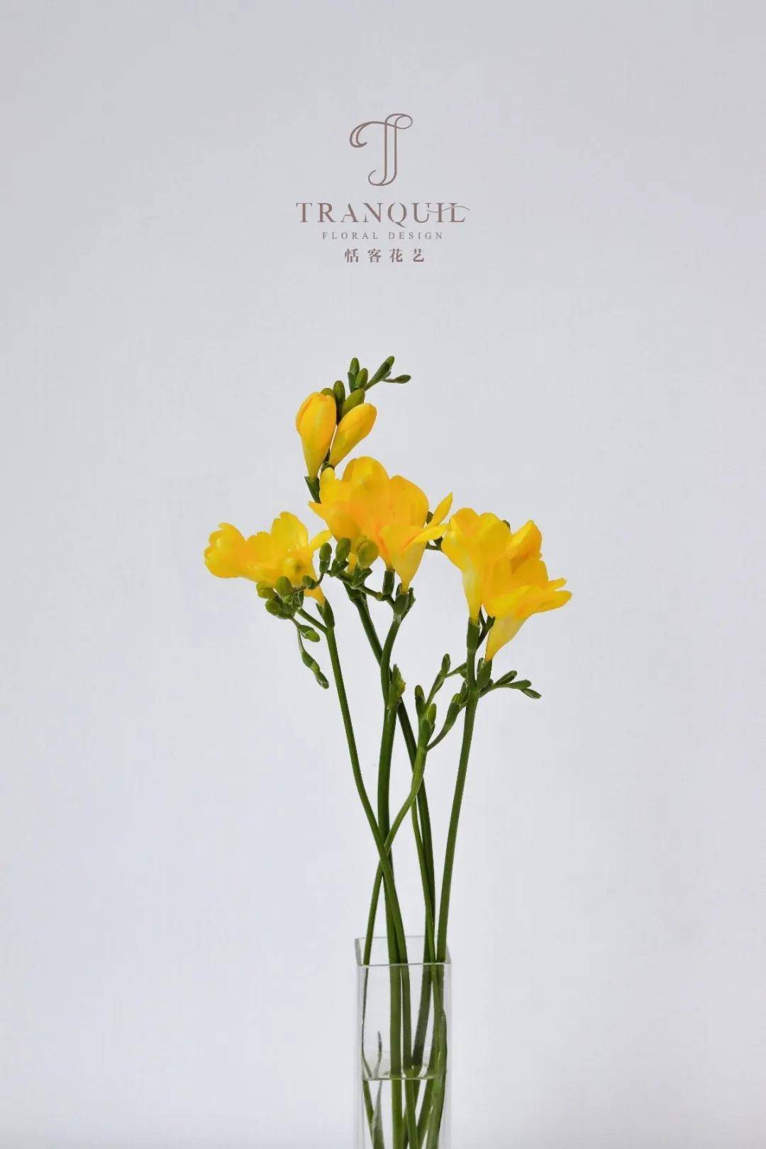 六 香雪兰的花语是纯洁,它的花