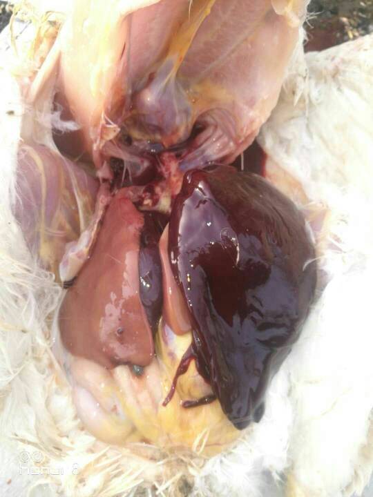 浅析肉种鸡肝破裂