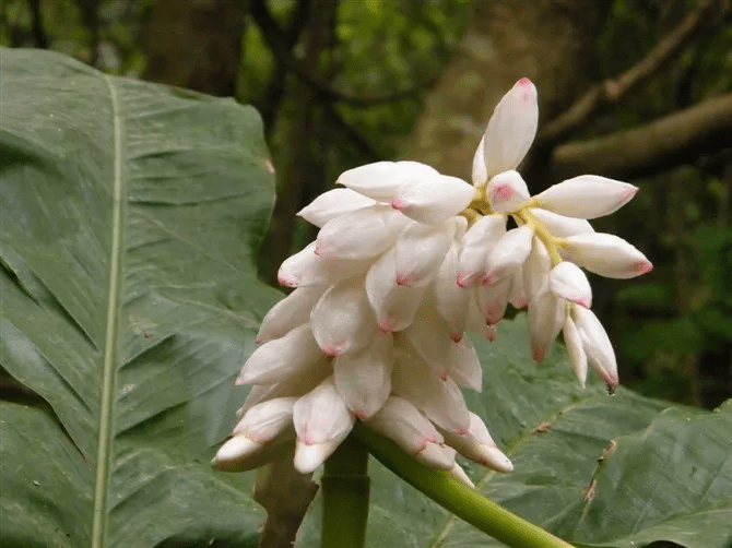 草豆蔻(草豆蔻alpinia katsumadai)