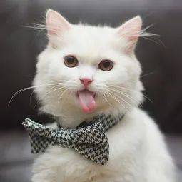 味觉|带你了解它的味觉世界关于猫咪味觉的秘密