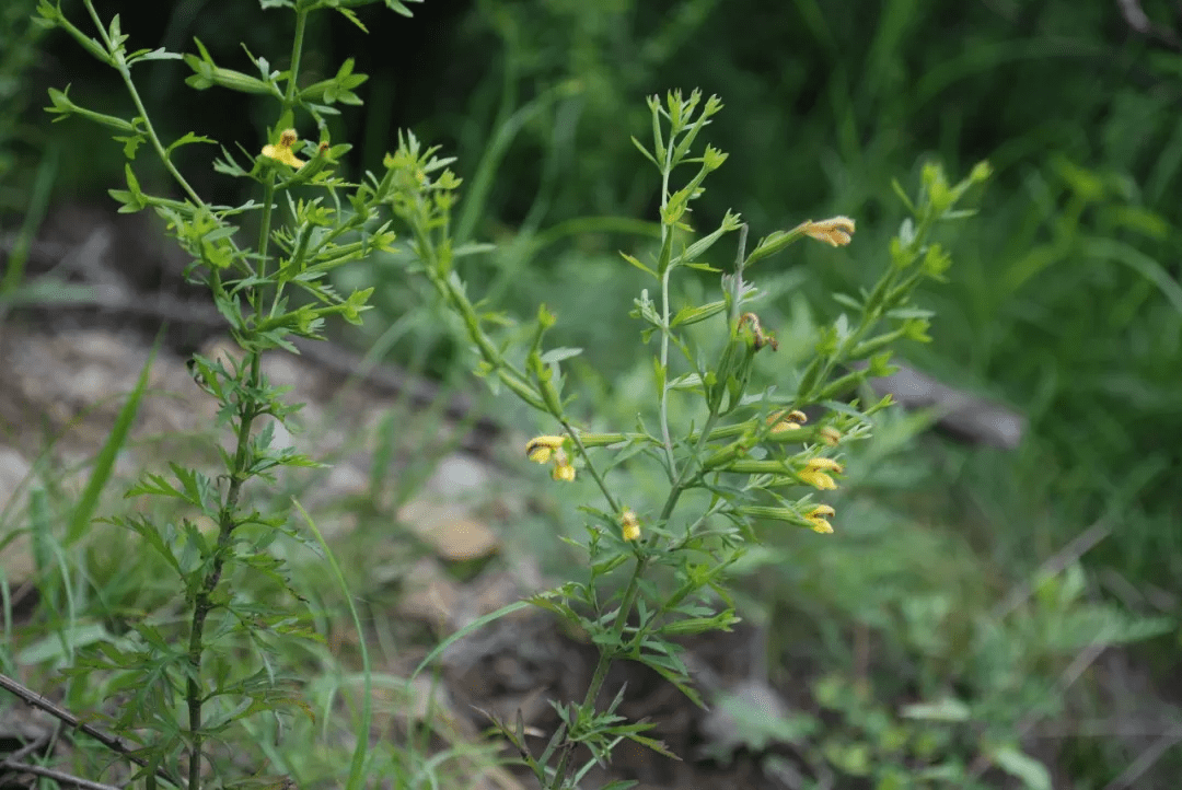 北刘寄奴 (阴行草 siphonostegia chinensis)