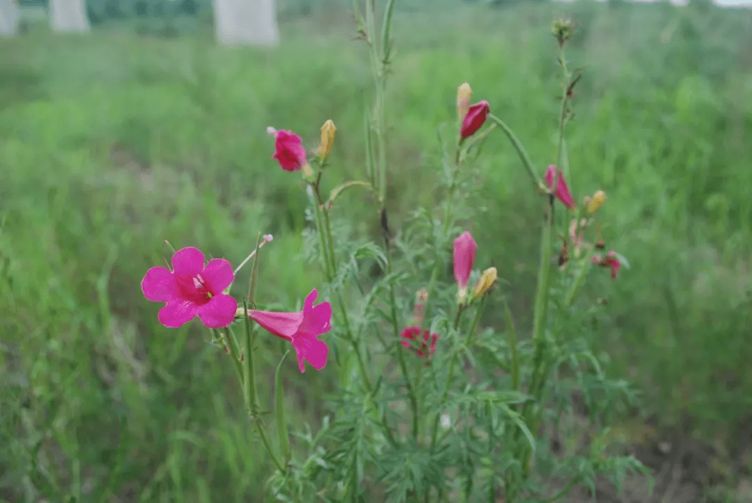 羊角透骨草(角蒿incarvillea sinensis)