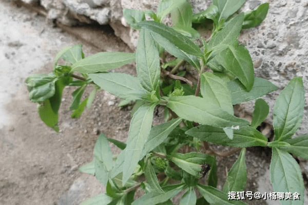 地里一野草,名叫"墨旱莲",能让白发变乌黑,样貌普通却