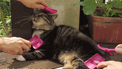 养猫|你就是让它爽的工具人在猫眼里