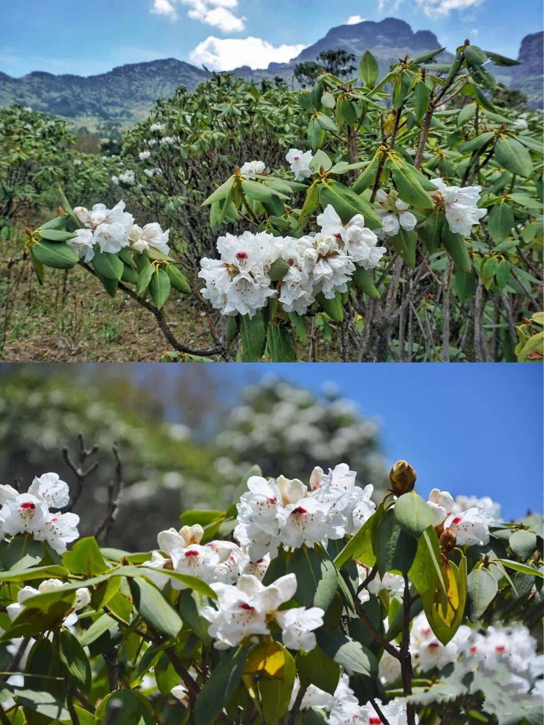 云南轿子雪山杜鹃盛放,昆明人都坐不住了!