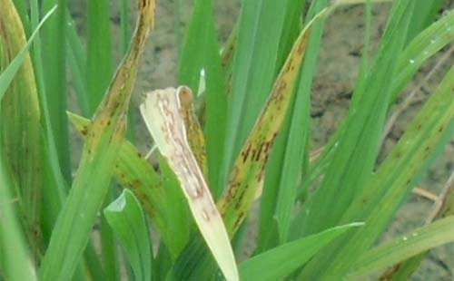 病虫害科普丨小麦皮蓟马的危害与防治